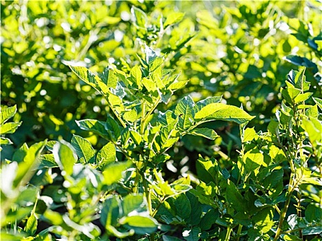 bạch thủ lô hôm nay miễn phí