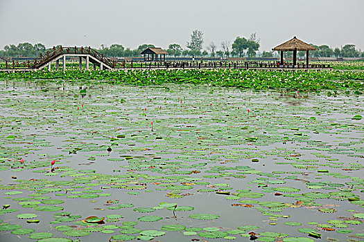 cầu lô tô bạch thủ