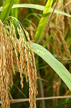 dự đoán đầu đuôi miền bắc